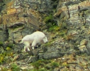 PICTURES/Glacier When It Rains/t_Mountain Goat1.jpg